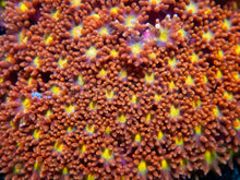 Load image into Gallery viewer, FK Bicolor Orange &amp; Red Bernardopora colony (Short Polyp Goniopora Specimen)