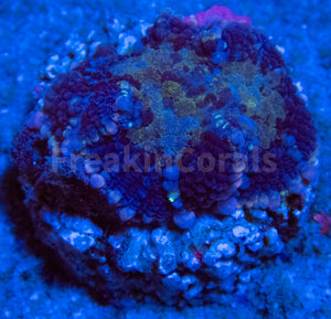 FK Blue Bounce with Pink Squirt Rodhacthis (Rare Color) FK323