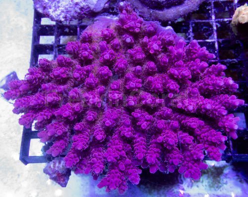 Crimson Crest Acropora (Acropora sp. – Australia)