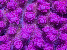 Carregar imagem no visualizador da galeria, Crimson Crest Acropora (Acropora sp. – Australia)