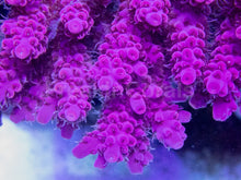 Carregar imagem no visualizador da galeria, Crimson Crest Acropora (Acropora sp. – Australia)