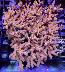 Solarflare Goldfinger Acropora (Acropora sp.)