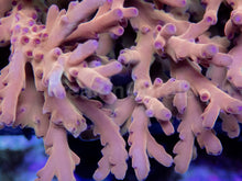 Load image into Gallery viewer, Solarflare Goldfinger Acropora (Acropora sp.)