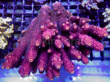 Load image into Gallery viewer, Golden Dawn Spatulata (Acropora spathulata – Australia)