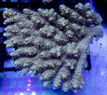 Load image into Gallery viewer, Golden Eclipse Tenuis (Acropora tenuis – Australia)