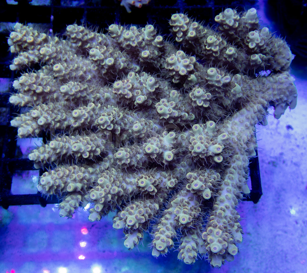 Golden Eclipse Tenuis (Acropora tenuis – Australia)