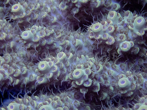 Golden Eclipse Tenuis (Acropora tenuis – Australia)