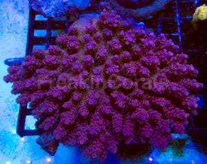 Crimson Crest Acropora (Acropora sp. – Australia)