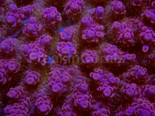 Carregar imagem no visualizador da galeria, Crimson Crest Acropora (Acropora sp. – Australia)