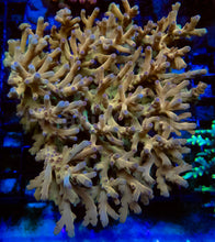 Load image into Gallery viewer, Solarflare Goldfinger Acropora (Acropora sp.)