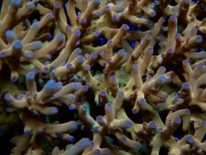 Solarflare Goldfinger Acropora (Acropora sp.)