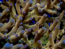 Load image into Gallery viewer, Solarflare Goldfinger Acropora (Acropora sp.)