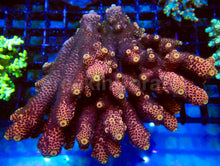 Load image into Gallery viewer, Golden Dawn Spatulata (Acropora spathulata – Australia)