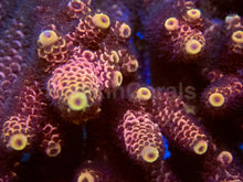 Load image into Gallery viewer, Golden Dawn Spatulata (Acropora spathulata – Australia)