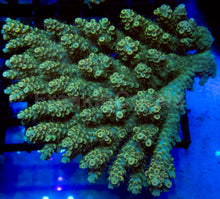 Load image into Gallery viewer, Golden Eclipse Tenuis (Acropora tenuis – Australia)