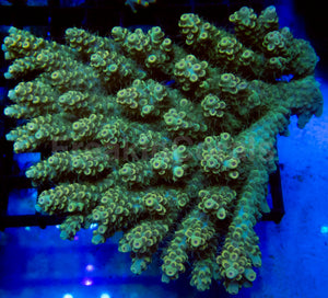 Golden Eclipse Tenuis (Acropora tenuis – Australia)