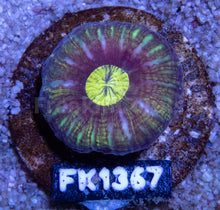 Load image into Gallery viewer, FK Neon Mouth Button Scolymia FK1367