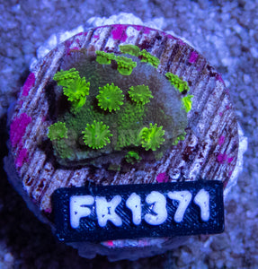 FK Green Astreopora FK1371