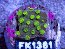 Load image into Gallery viewer, FK Green Astreopora FK1381