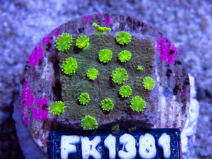 FK Green Astreopora FK1381