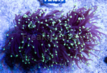 Carregar imagem no visualizador da galeria, FK Green Tip Glabrescens Euphyllia (2 or more Heads) FK1276