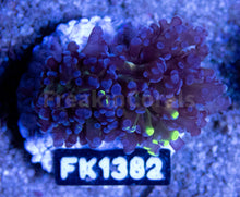 Load image into Gallery viewer, FK Blotchy Ultra paradivisa marble Euphyllia Australia (Rare Pattern) FK1382