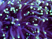 Load image into Gallery viewer, FK Green Tip Glabrescens Euphyllia (2 or more Heads) FK1276