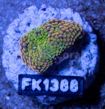 Load image into Gallery viewer, FK Green &amp; Orange Ricordea Florida FK1388