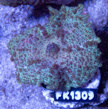 Carregar imagem no visualizador da galeria, Ultra Discosoma neglecta (New Caribean Discosoma) FK1309