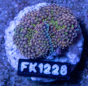FK Green & Orange Ricordea Florida FK1228