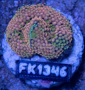 FK Green & Orange Ricordea Florida FK1346