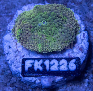 FK Green & Orange Ricordea Florida FK1226