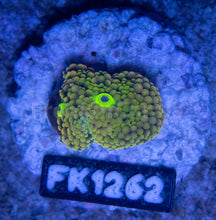 Load image into Gallery viewer, FK Green &amp; Yellow Ricordea Florida FK1262