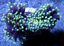 Carregar imagem no visualizador da galeria, FK Green Tip Glabrescens Euphyllia (2 or more Heads) FK1360