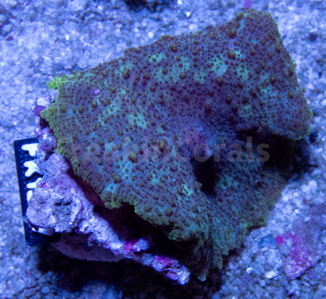 Ultra Discosoma neglecta (New Caribean Discosoma) FK1207