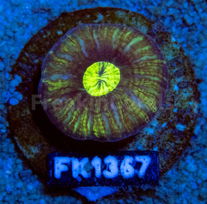 FK Neon Mouth Button Scolymia FK1367