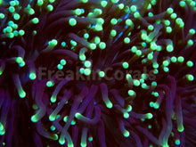 Carregar imagem no visualizador da galeria, FK Green Tip Glabrescens Euphyllia (2 or more Heads) FK1276