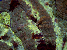 Load image into Gallery viewer, FK Green Cammo Lobophyllia Australia (Rare Pattern) FK1808