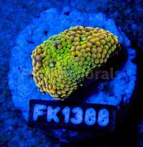 FK Green & Orange Ricordea Florida FK1388