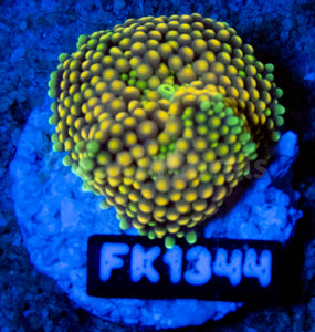 FK Green & Orange Ricordea Florida FK1344