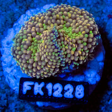 Load image into Gallery viewer, FK Green &amp; Orange Ricordea Florida FK1228