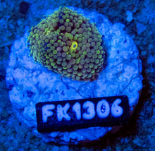Load image into Gallery viewer, FK Green Ricordea Florida FK1306