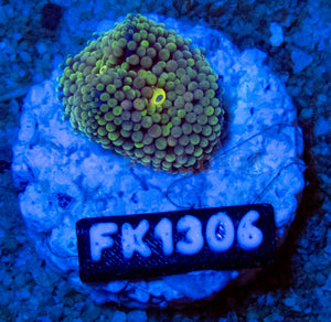 FK Green Ricordea Florida FK1306