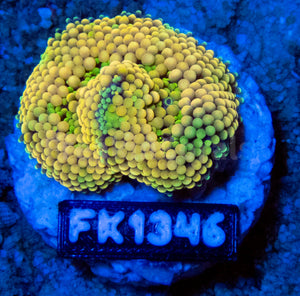 FK Green & Orange Ricordea Florida FK1346