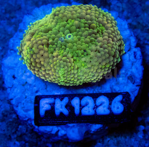 FK Green & Orange Ricordea Florida FK1226
