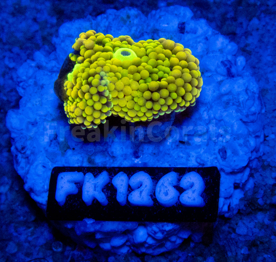 FK Green & Yellow Ricordea Florida FK1262