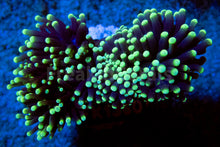 Carregar imagem no visualizador da galeria, FK Green Tip Glabrescens Euphyllia (2 or more Heads) FK1360