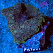 Carregar imagem no visualizador da galeria, Ultra Discosoma neglecta (New Caribean Discosoma) FK1207