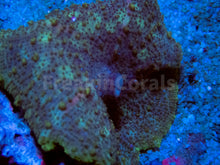 Carregar imagem no visualizador da galeria, Ultra Discosoma neglecta (New Caribean Discosoma) FK1207