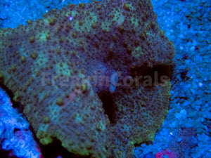 Ultra Discosoma neglecta (New Caribean Discosoma) FK1207